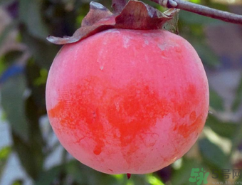 柿子和酸奶能一起吃嗎？柿子和酸奶能一起吃會中毒嗎？