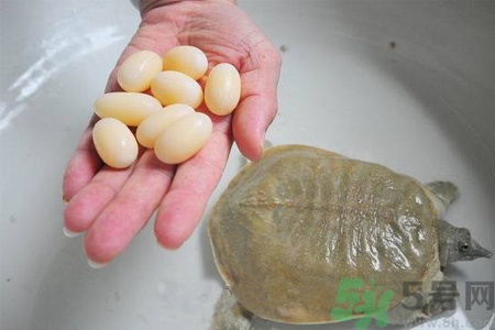 小孩能吃甲魚嗎？小孩能吃甲魚蛋嗎？