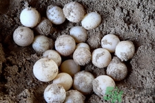 小孩能吃甲魚嗎？小孩能吃甲魚蛋嗎？