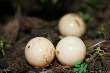 甲魚蛋多少錢一斤？甲魚蛋多少錢一個？