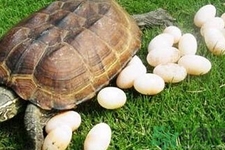 甲魚蛋能吃嗎？甲魚蛋怎么做好吃？