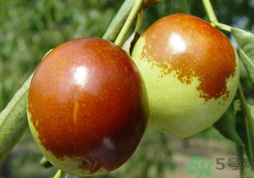 鮮棗怎么蒸？鮮棗蒸多長時(shí)間？