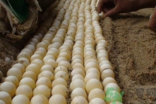 甲魚蛋怎么保存？甲魚蛋可以放冰箱嗎？