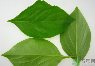 柿子葉泡水喝的功效 柿子葉泡水喝的副作用 柿子葉泡水喝的功效 柿子葉泡水喝的副作用