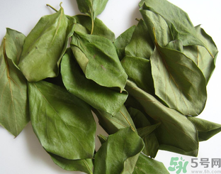 柿子葉泡水喝的功效 柿子葉泡水喝的副作用 柿子葉泡水喝的功效 柿子葉泡水喝的副作用