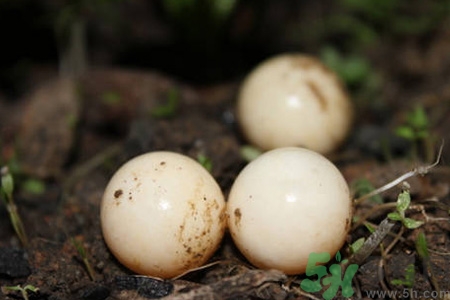 甲魚蛋一天吃幾個(gè)最好？甲魚蛋需要煮多久？