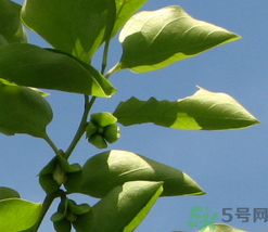 柿子葉怎么去斑？柿子葉祛斑偏方