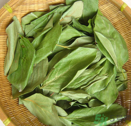 柿子葉怎么去斑？柿子葉祛斑偏方