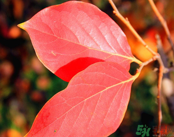 柿子葉能治糖尿病嗎？柿子葉茶能降血糖嗎？