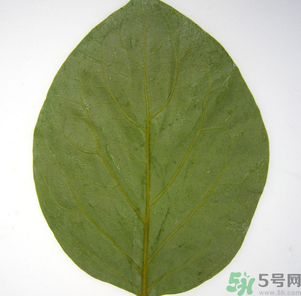 柿子葉能治糖尿病嗎？柿子葉茶能降血糖嗎？