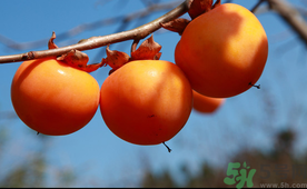 吃完柿子可以喝牛奶嗎？吃完柿子多久可以喝牛奶？