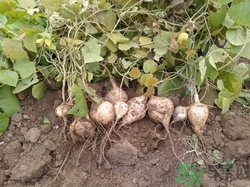 涼薯的熱量高嗎?吃涼薯會(huì)胖嗎 涼薯的熱量高嗎?吃涼薯會(huì)胖嗎