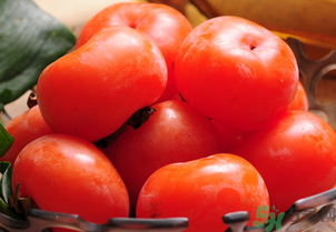 女人吃柿子有什么好處？女人吃柿子好嗎？