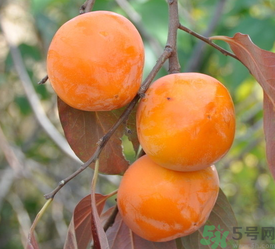 女人吃柿子有什么好處？女人吃柿子好嗎？