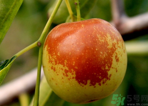 坐月子可以吃鮮棗嗎？產(chǎn)婦可以吃鮮棗嗎？