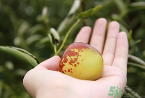 坐月子可以吃鮮棗嗎？產(chǎn)婦可以吃鮮棗嗎？