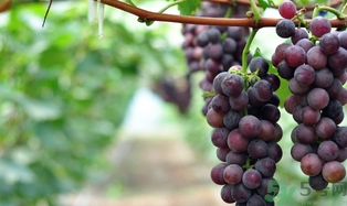 葡萄酒起白沫是怎么回事？葡萄酒起白沫怎么辦？