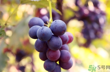 葡萄酒保質(zhì)期是多久？葡萄酒過期了能喝嗎？