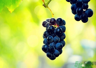 葡萄酒保質(zhì)期是多久？葡萄酒過期了能喝嗎？