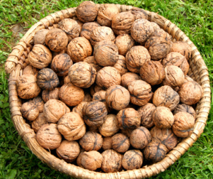 核桃受潮了怎么辦？核桃受潮了能吃嗎？