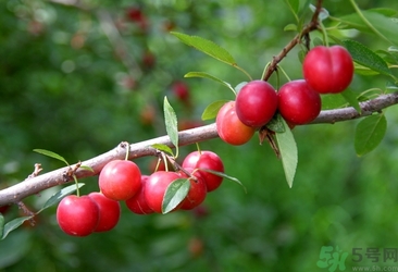 鈣果多少錢一斤？鈣果的營養(yǎng)價值功效作用