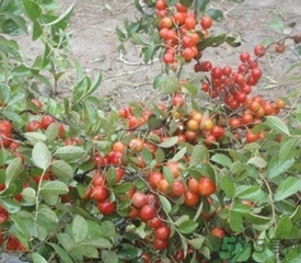 鈣果多少錢一斤？鈣果的營養(yǎng)價值功效作用