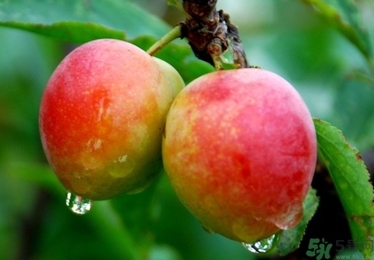 鈣果多少錢一斤？鈣果的營養(yǎng)價值功效作用