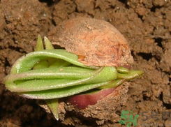 新鮮花生發(fā)芽能吃嗎？發(fā)芽的花生能吃嗎？