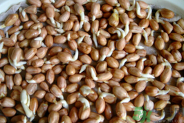 新鮮花生發(fā)芽能吃嗎？發(fā)芽的花生能吃嗎？