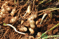 新鮮花生發(fā)芽能吃嗎？發(fā)芽的花生能吃嗎？