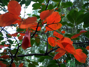 柿子葉能治糖尿病嗎？柿子葉茶能降血糖嗎？