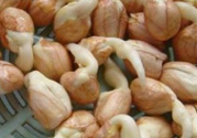 新鮮花生發(fā)芽能吃嗎？發(fā)芽的花生能吃嗎？