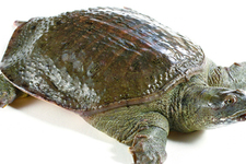 喝甲魚血能治陽痿嗎？甲魚血能喝嗎？