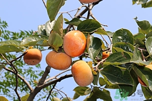 吃柿子嘴澀怎么辦？柿子怎么去澀？