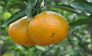 鮮棗能和橘子一起吃嗎？橘子和棗子能一起吃嗎？