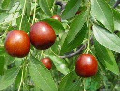 螃蟹和鮮棗能一起吃嗎？螃蟹和大棗能一起吃嗎？