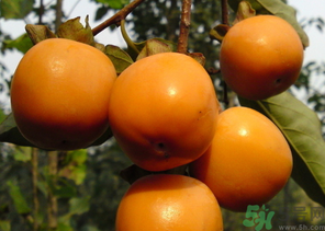 寶寶可以吃柿子嗎？寶寶能柿子嗎？