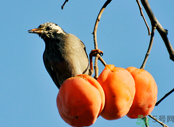 吃柿子會過敏嗎？過敏可以吃柿子嗎？