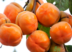 吃柿子會得結石嗎？吃柿子會結石嗎？