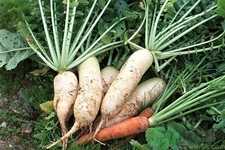 白蘿卜怎么保存？白蘿卜能放多久不壞？