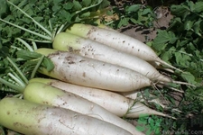 白蘿卜變藍(lán)能吃嗎？白蘿卜為什么會變色？