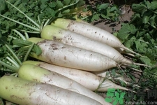 白蘿卜和什么相克？白蘿卜不能和什么一起吃？