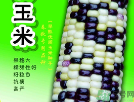 彩色玉米是轉基因嗎？彩色玉米能吃嗎？