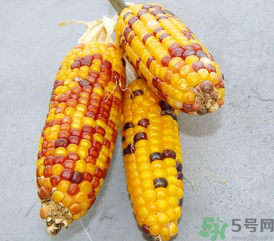 彩色玉米是轉基因嗎？彩色玉米能吃嗎？