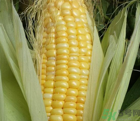 新鮮玉米可以冷凍嗎？新鮮玉米能放冷凍嗎？