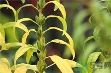 芝麻葉的營養(yǎng)價(jià)值 芝麻葉的功效與作用 芝麻葉的營養(yǎng)價(jià)值 芝麻葉的功效與作用