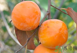 哺乳期可以吃柿子嗎？哺乳期能吃柿子嗎？