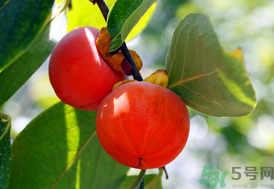 吃柿子會(huì)回奶嗎？哺乳期吃柿子會(huì)回奶嗎？