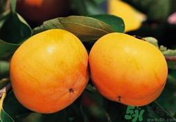 脆柿子可以直接吃嗎？柿子可以直接吃嗎？