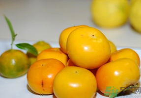 吃硬柿子的好處 硬柿子的功效與作用 吃硬柿子的好處 硬柿子的功效與作用